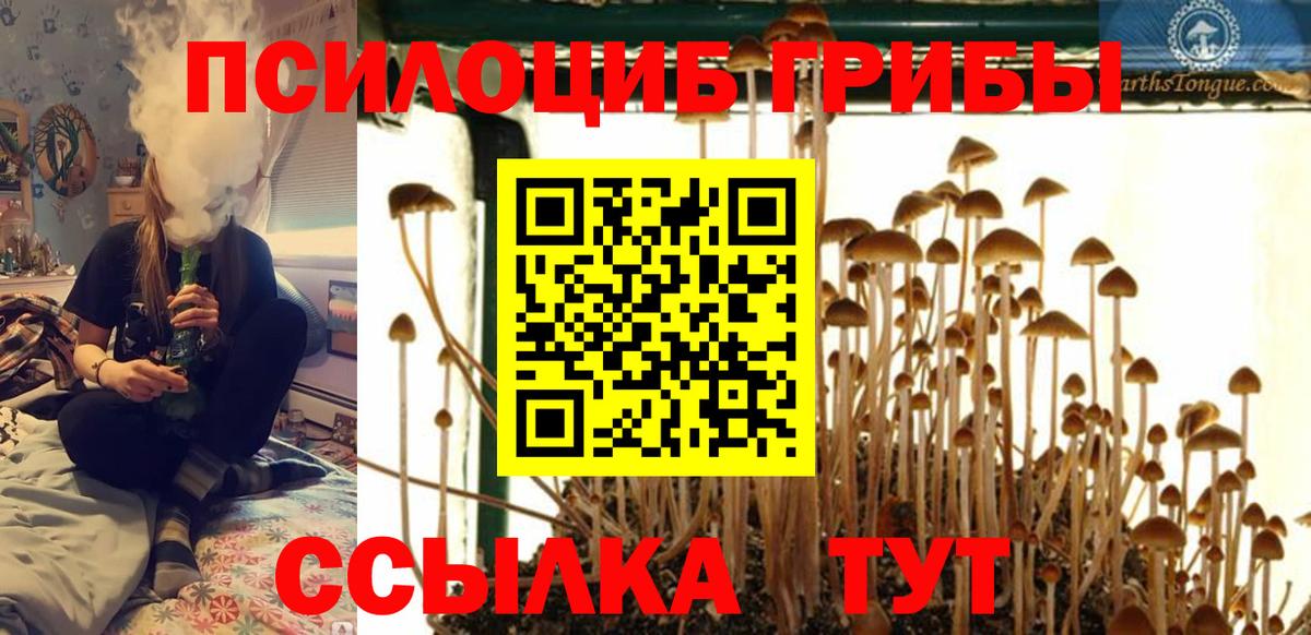 Гатчина  Псилоцибиновые грибы Psilocybe  Вход с VPN  Псилоцибиновые грибы Cubensis 
